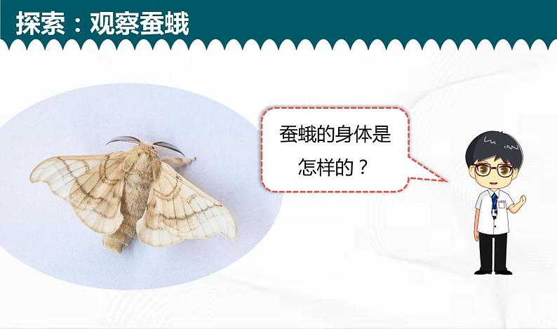 教科版科学三年级下册 2-5《茧中钻出了蚕蛾》 课件第6页