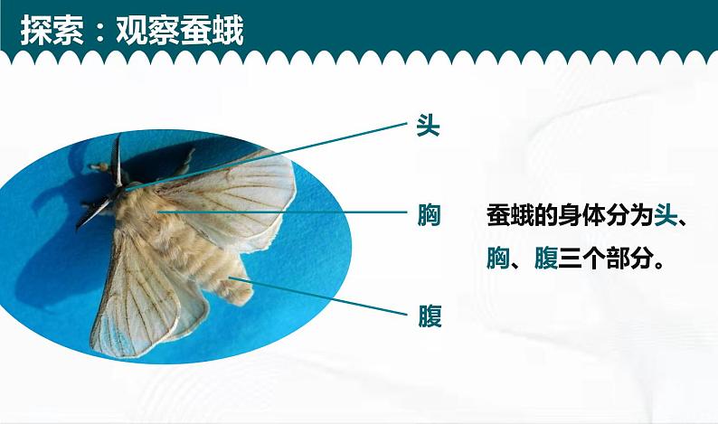 教科版科学三年级下册 2-5《茧中钻出了蚕蛾》 课件第7页