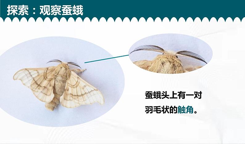 教科版科学三年级下册 2-5《茧中钻出了蚕蛾》 课件第8页