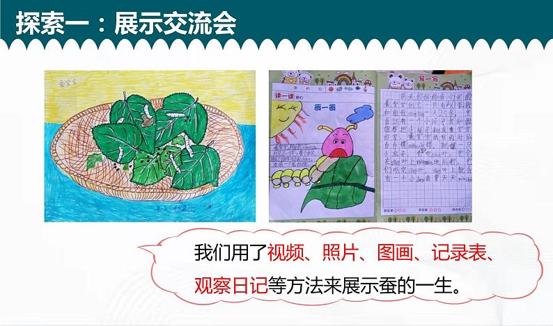 教科版科学三年级下册 2-6《蚕的一生》 课件+同步教案06
