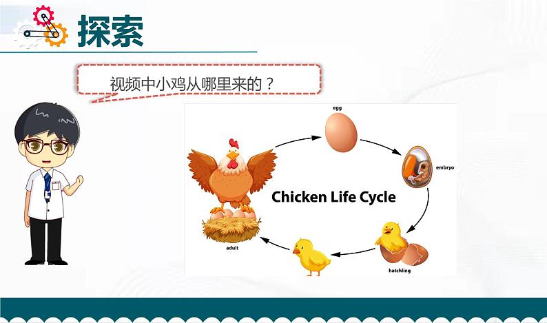教科版科学三年级下册 2-7《动物的繁殖》 课件第5页