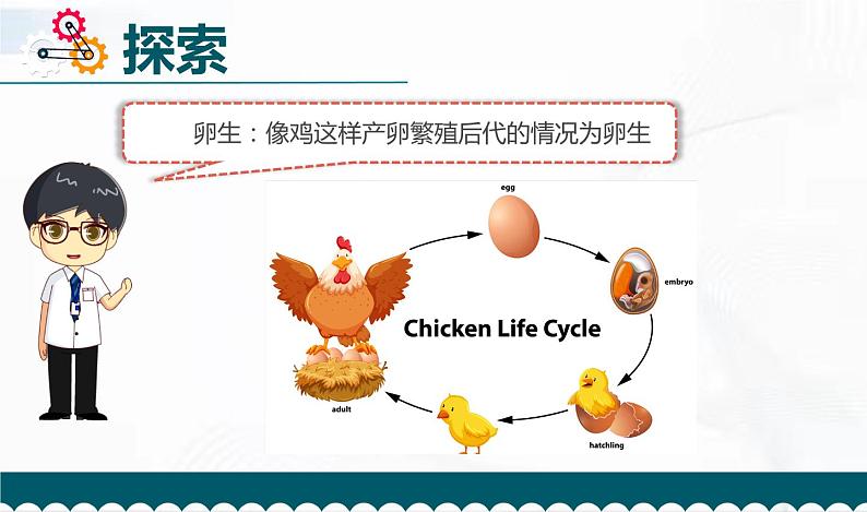 教科版科学三年级下册 2-7《动物的繁殖》 课件第6页