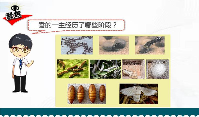 教科版科学三年级下册 2-8《动物的一生》 课件+同步教案04