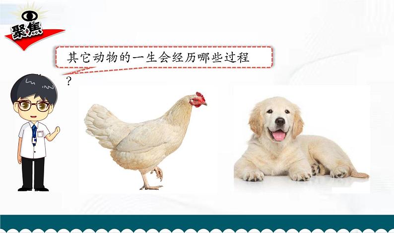 教科版科学三年级下册 2-8《动物的一生》 课件+同步教案06