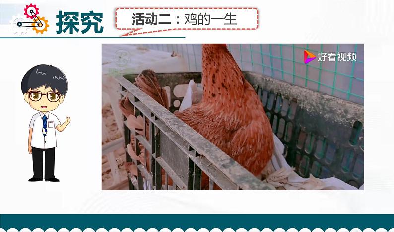 教科版科学三年级下册 2-8《动物的一生》 课件+同步教案08