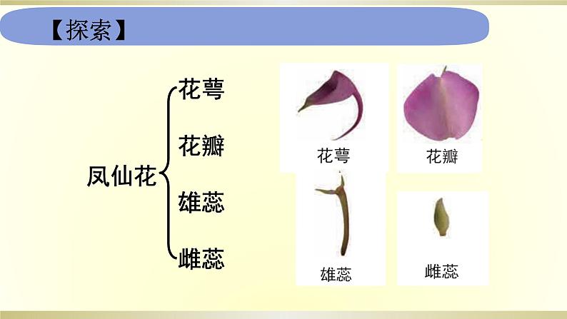 小学科学教科版四年级下册第一单元第5课《凤仙花开了》课件6（2021新版）第5页