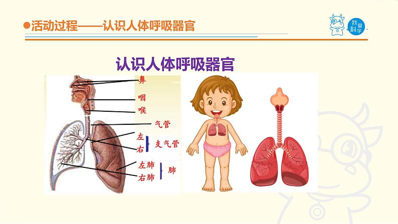 2.《我们的呼吸》课件 青岛版(六三制)小学科学五下06