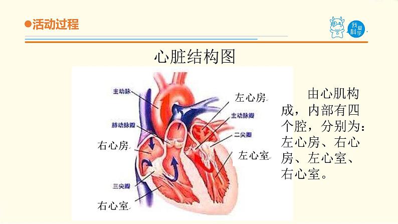 3.《心脏和血管》课件 青岛版(六三制)小学科学五下07