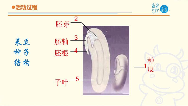 10.《种子发芽了》课件 青岛版(六三制)小学科学五下06