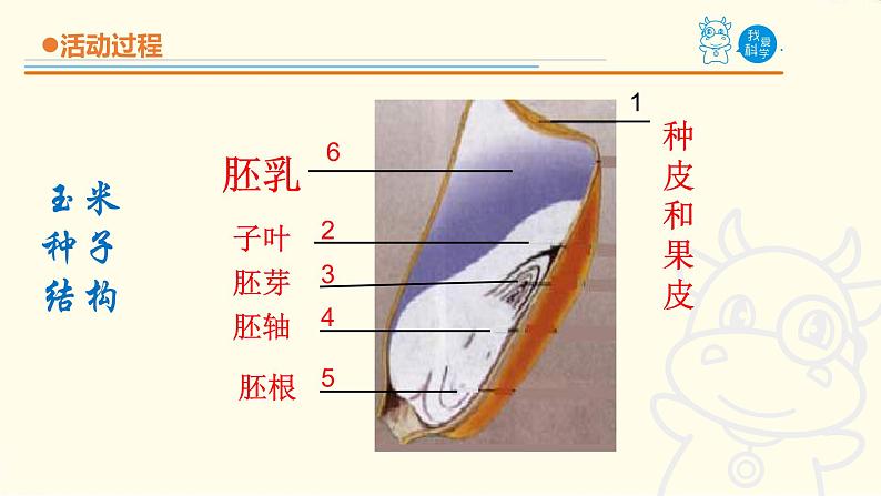 10.《种子发芽了》课件 青岛版(六三制)小学科学五下07