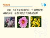 12《植物的花》课件 青岛版(六三制)小学科学五下