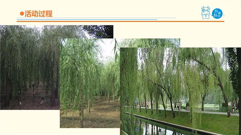 14《植物的“分身术”》课件 青岛版(六三制)小学科学五下03