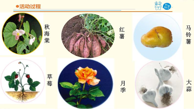 14《植物的“分身术”》课件 青岛版(六三制)小学科学五下05