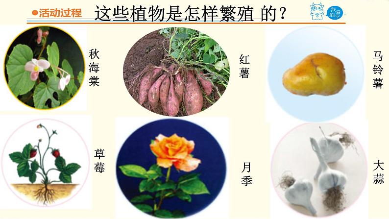 14《植物的“分身术”》课件 青岛版(六三制)小学科学五下06