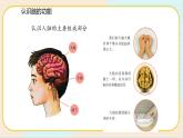 人教鄂教版五年级下册科学3.9《脑的功能》PPT课件