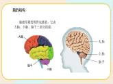 人教鄂教版五年级下册科学3.9《脑的功能》PPT课件