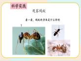 人教鄂教版科学二下3.7《蚂蚁》PPT课件+教案