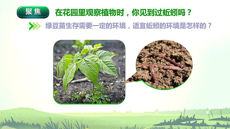 教科版(2017)科学五年级下册1.4《蚯蚓的选择》课件+教案+视频03