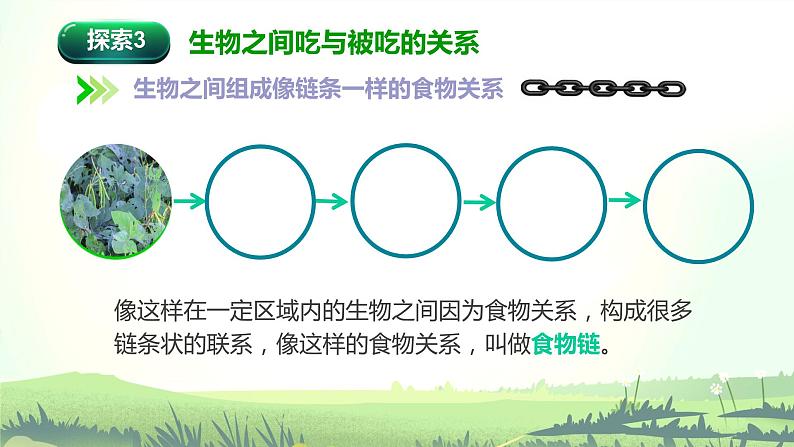 教科版(2017)科学五年级下册1.6《食物链和食物网》课件+教案+视频07