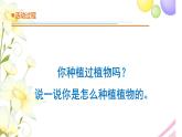 12.《种辣椒》课件 青岛版(六三制)小学科学四下