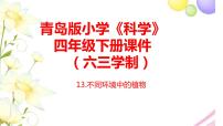 小学科学青岛版 (六三制2017)四年级下册13 不同环境中的植物完整版ppt课件