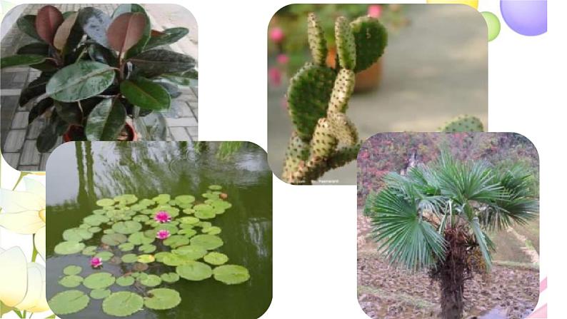 13.《不同环境中的植物》课件 青岛版(六三制)小学科学四下03