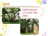 13.《不同环境中的植物》课件 青岛版(六三制)小学科学四下