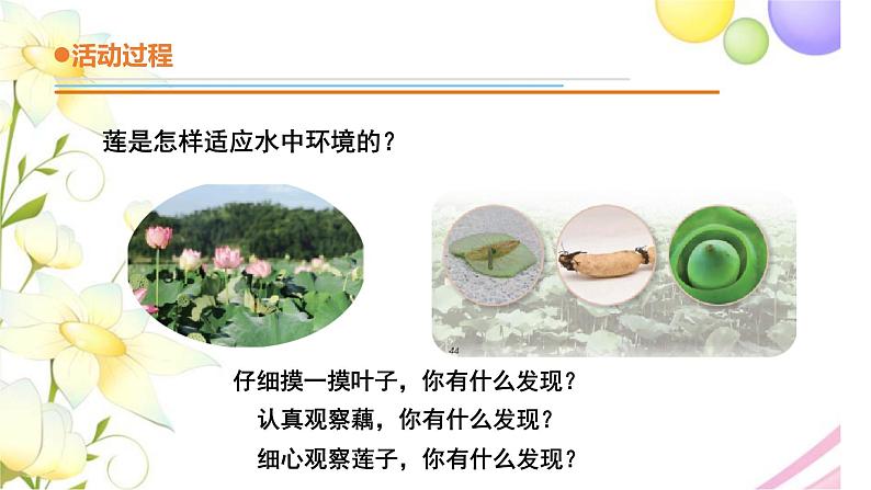 13.《不同环境中的植物》课件 青岛版(六三制)小学科学四下05