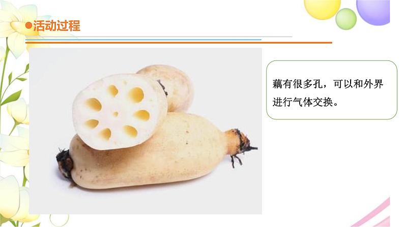 13.《不同环境中的植物》课件 青岛版(六三制)小学科学四下07