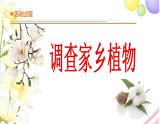 14.《调查家乡植物》课件 青岛版(六三制)小学科学四下