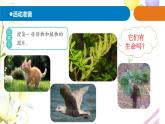 17.《生物与非生物》课件 青岛版(六三制)小学科学四下