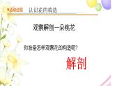 11.《植物的花》課件 青島版(六三制)小學(xué)科學(xué)三下