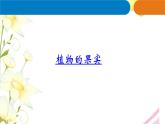 12.《植物的果實(shí)》課件 青島版(六三制)小學(xué)科學(xué)三下