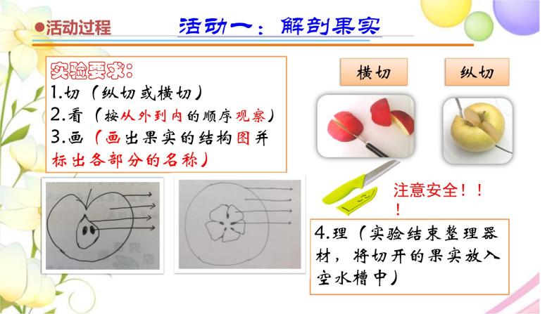 12.《植物的果实》课件 青岛版(六三制)小学科学三下05