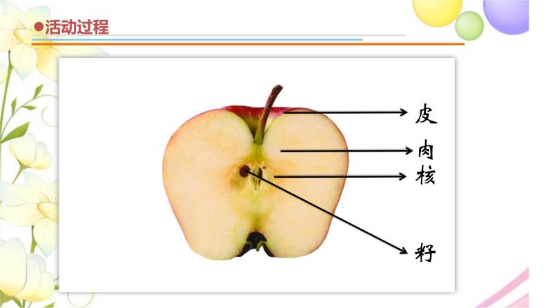 12.《植物的果实》课件 青岛版(六三制)小学科学三下07