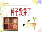 13.《種子發(fā)芽了》課件 青島版(六三制)小學(xué)科學(xué)三下