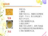 13.《種子發(fā)芽了》課件 青島版(六三制)小學(xué)科學(xué)三下
