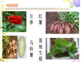 14《植物的“分身术”》课件 青岛版(六三制)小学科学三下