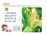 11.《我们周围的植物》课件 青岛版(五四制)小学科学一下