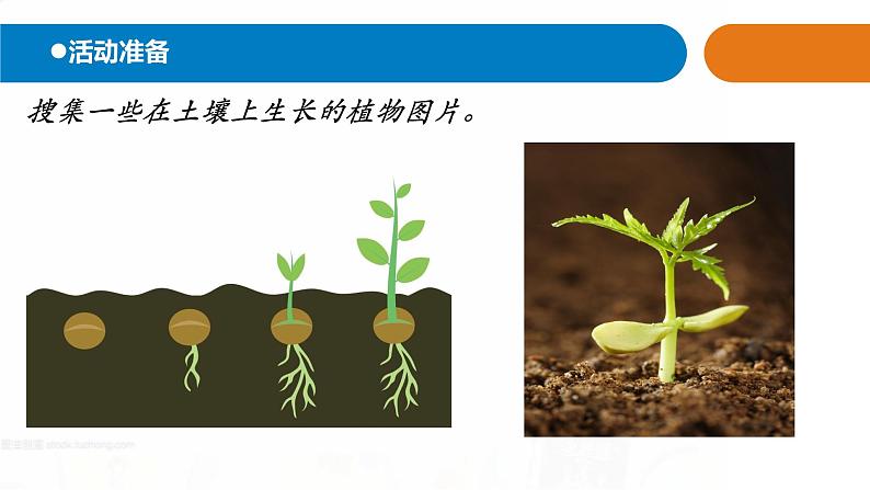 12.《土壤与植物》课件 青岛版(五四制)小学科学一下02