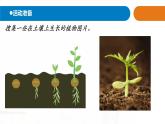 12.《土壤与植物》课件 青岛版(五四制)小学科学一下