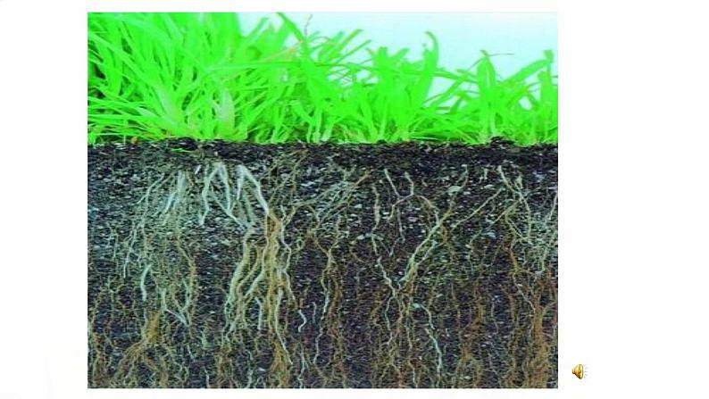12.《土壤与植物》课件 青岛版(五四制)小学科学一下04
