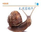 14.《观察蜗牛》课件 青岛版(六三制)小学科学二下