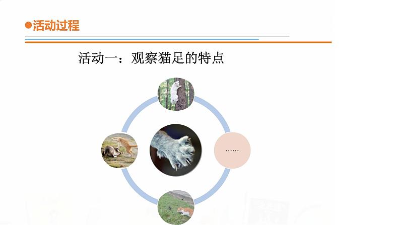 12.《动物的四肢》课件 青岛版(五四制)小学科学二下04