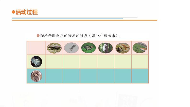 12.《动物的四肢》课件 青岛版(五四制)小学科学二下06