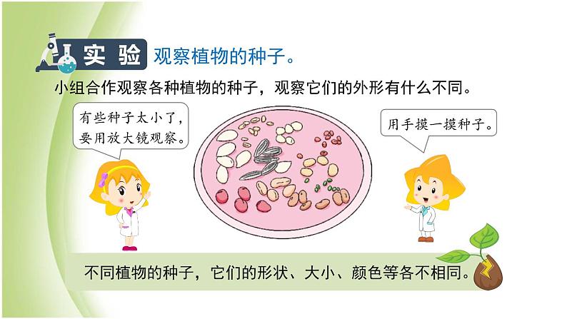 1.1《种子里孕育着新生命》教学课件 教科版小学科学四下第4页