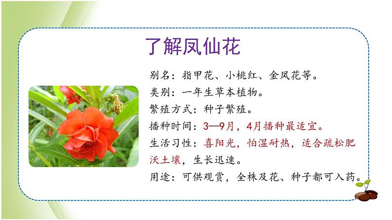 1.2《种植凤仙花》教学课件 教科版小学科学四下第3页