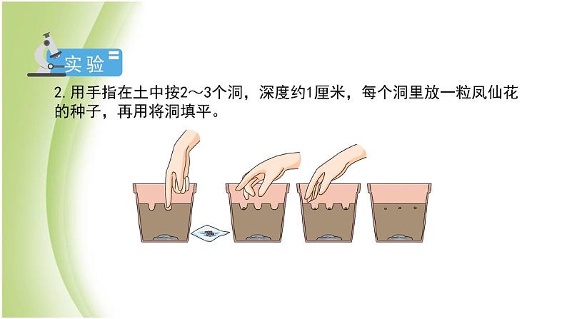 1.2《种植凤仙花》教学课件 教科版小学科学四下第6页