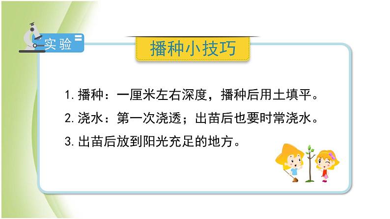 1.2《种植凤仙花》教学课件 教科版小学科学四下第8页