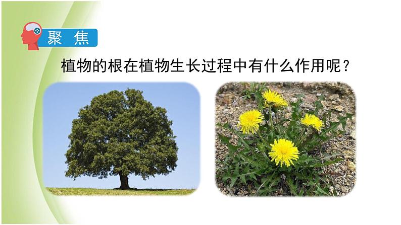 1.3《种子长出了根》教学课件 教科版小学科学四下03